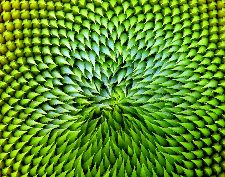 Image showing florets of sunflower