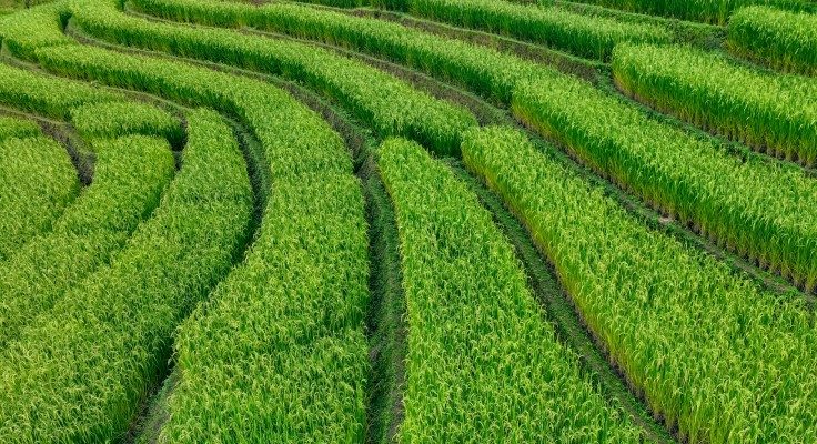 close up image of rows of rice field hedges