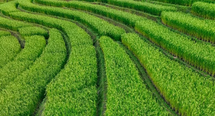 close up image of rows of rice field hedges
