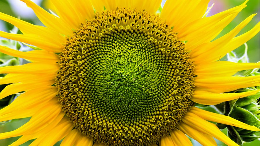 Image of sunflower