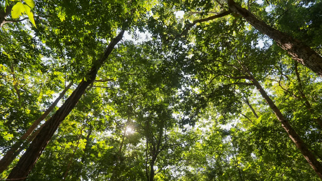 Image of lush green trees in a forest