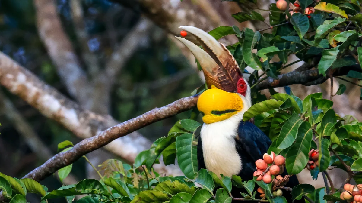 Image of hornbill bird
