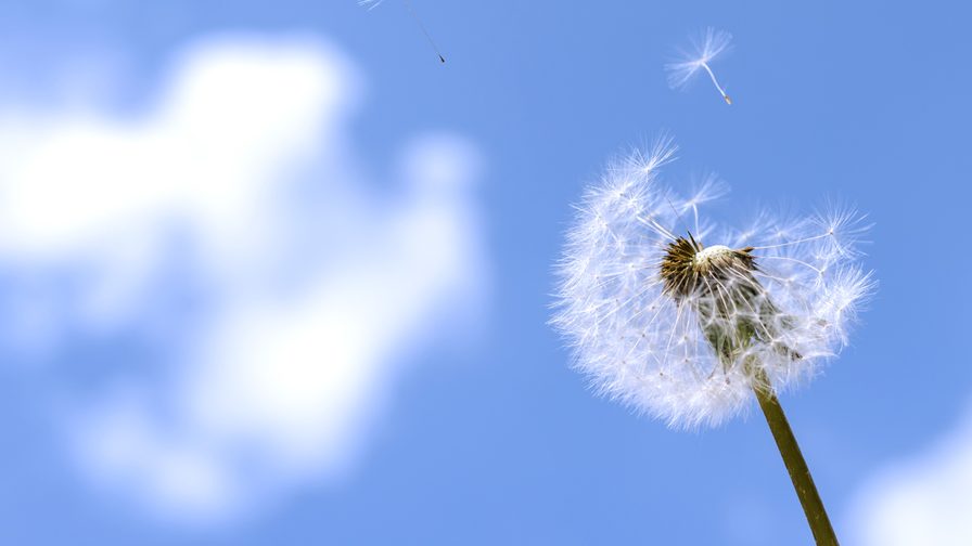 image of Dandelion