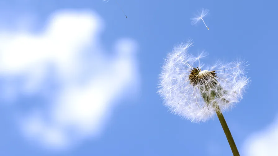 image of Dandelion