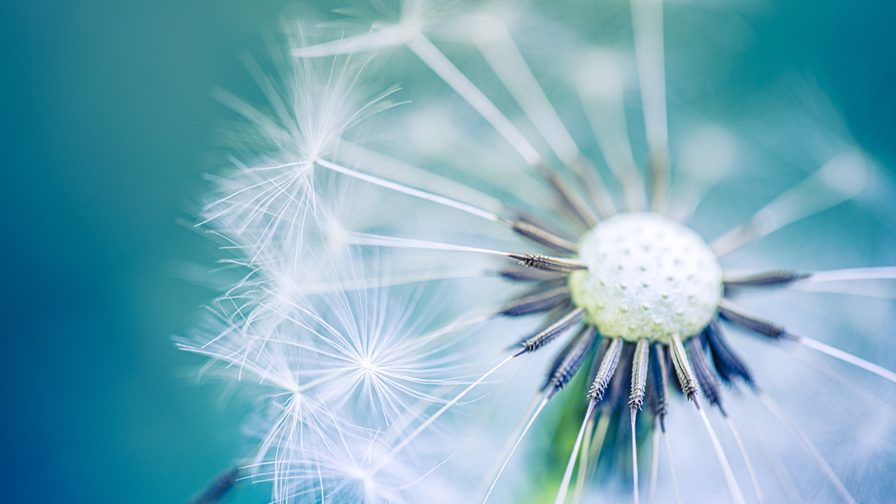 Image of Dandelion
