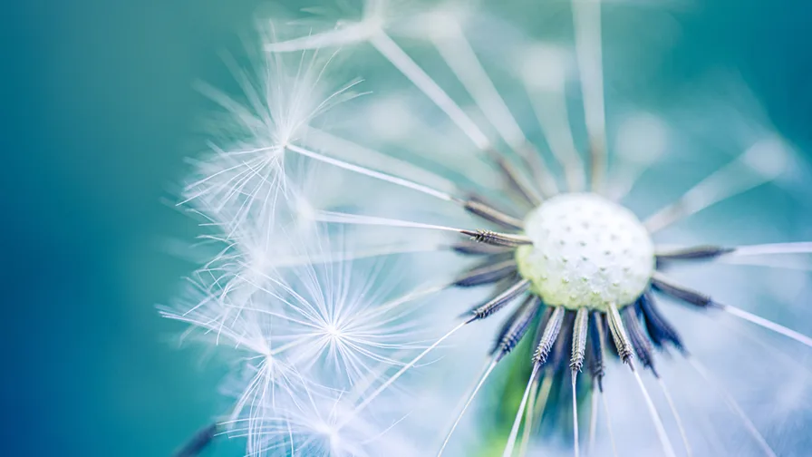 Image of Dandelion