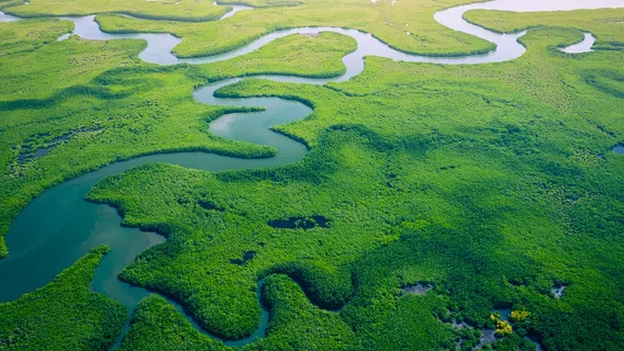 A view of a mangrove forest in Gambia.