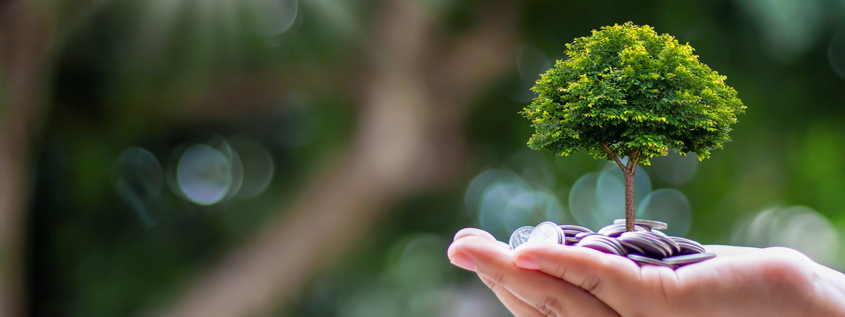 Tree in cupped hands