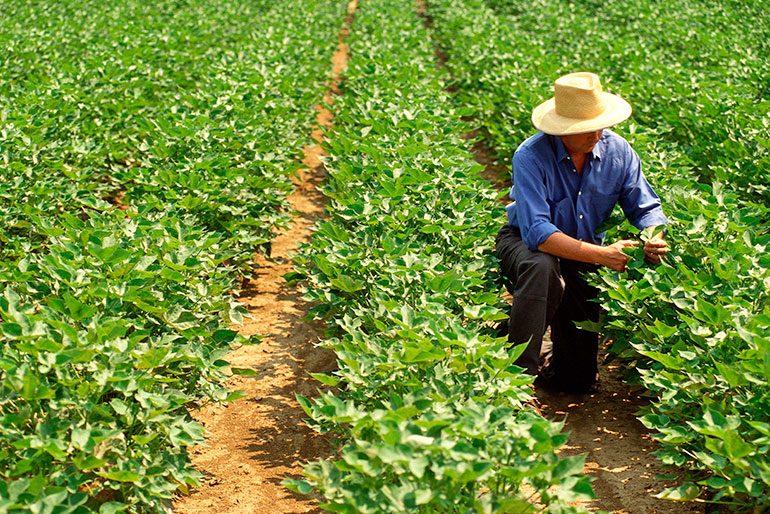 Image of man farming