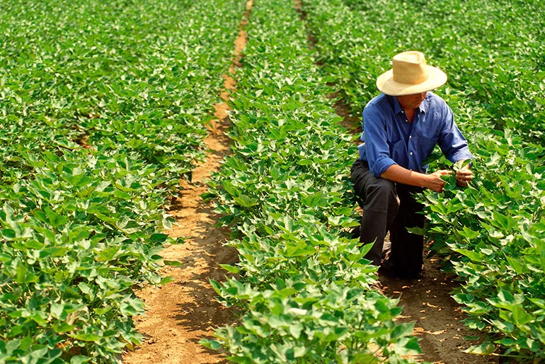 Image of man farming