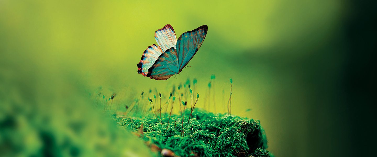 Image of butterfly