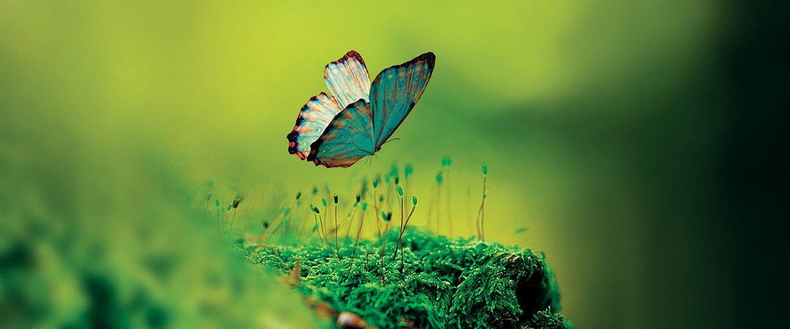 Image of butterfly