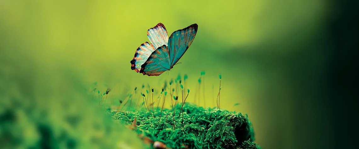 Image of butterfly