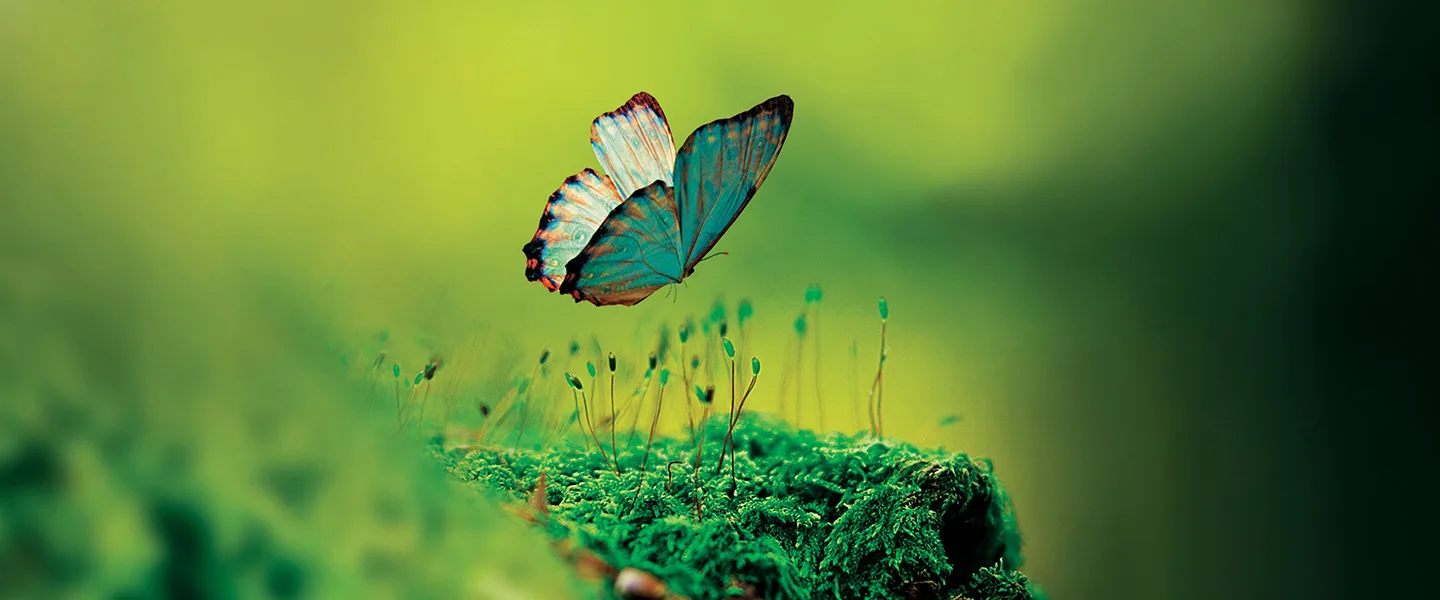 Image of butterfly