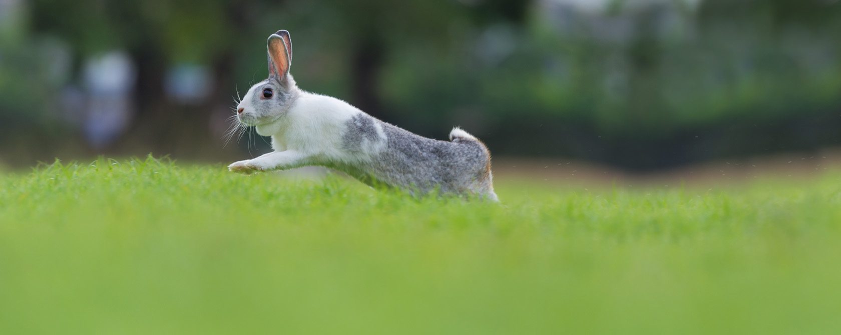 A rabbit jumping