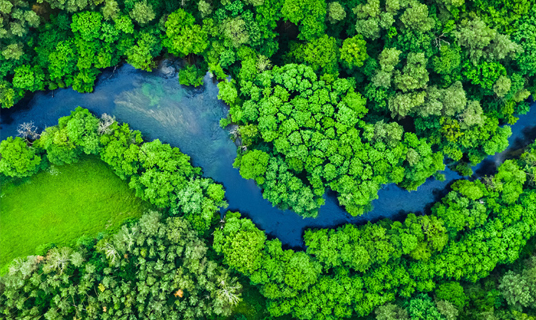 A forest seen from overhead.