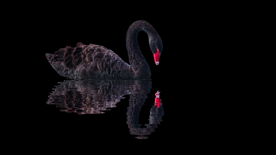 black swan against black background