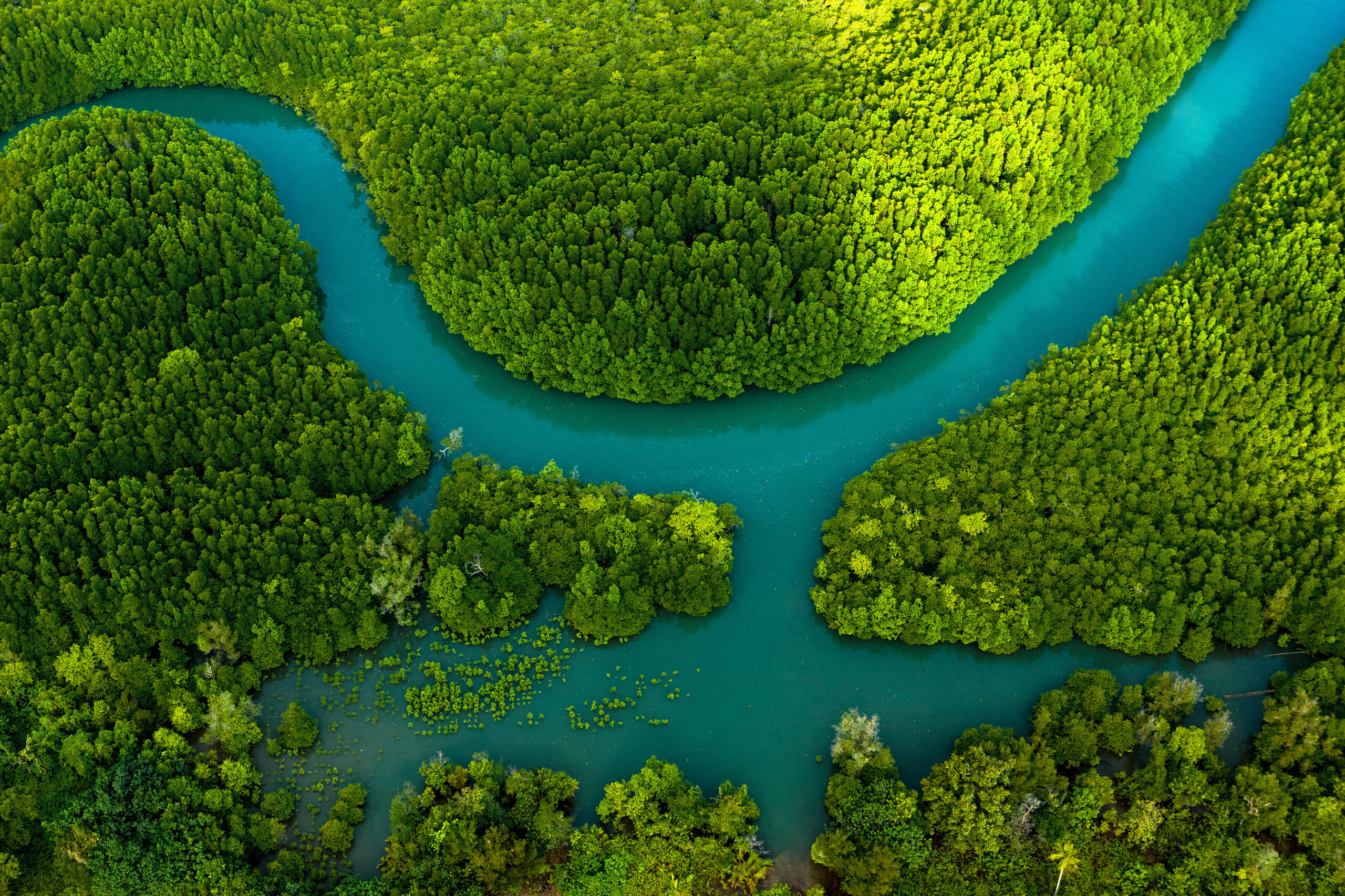 Aerial view of river and forests