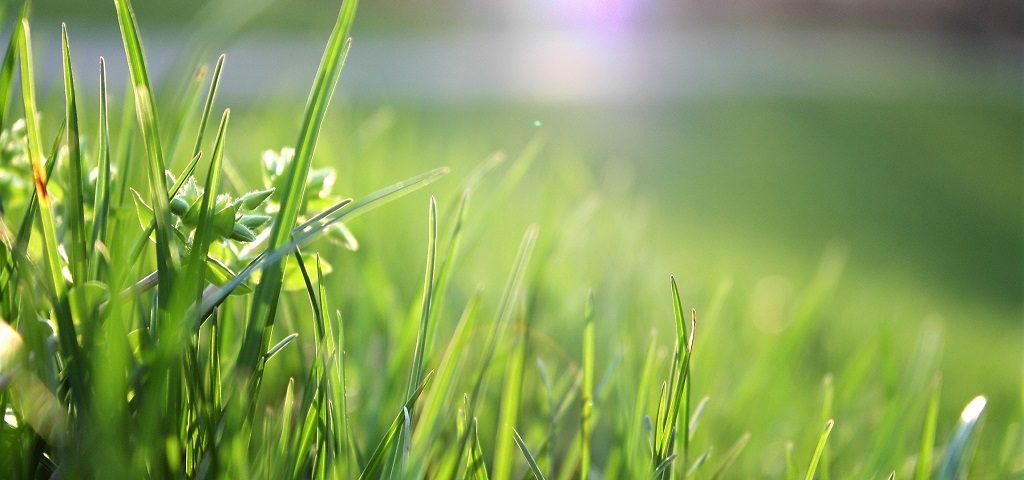 Green grass with sunlight